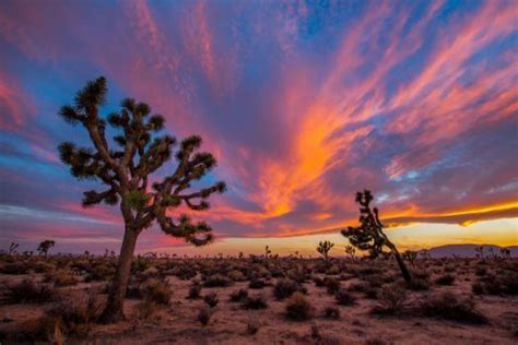 Joshua Trees At Sunset 150 Pieces