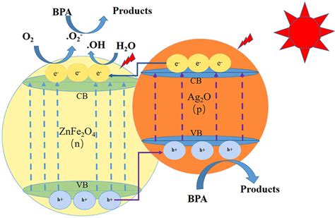 The Degradation Mechanism Of Bisphenol A Bpa By The Ag2oznfe2o4