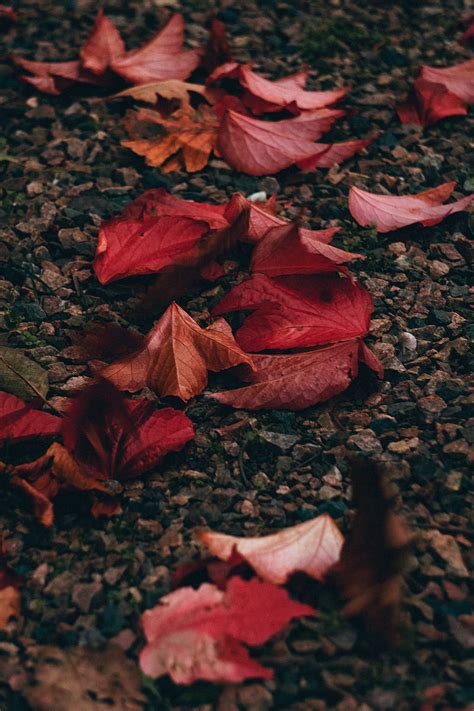 Autumn Leaves Pebbles Stones Hd Phone Wallpaper Peakpx