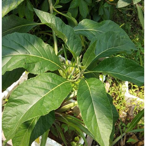 Aqueous extracts of vernonia amygdalina and talinum. Pokok Bismillah / Pokok Afrika Selatan (Vernonia ...