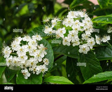 Early Summer Flowers Of The Hardy Deciduous Whitebeam Tree Sorbus
