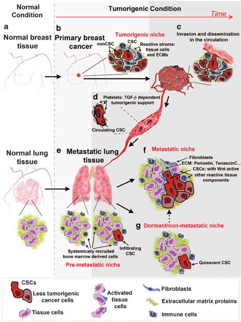 Schematic Representation Of A Breast Cancer Undergoing A Metastatic