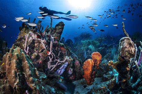 Best Diving In The Caribbean Top 12 Bluewater Dive Travel