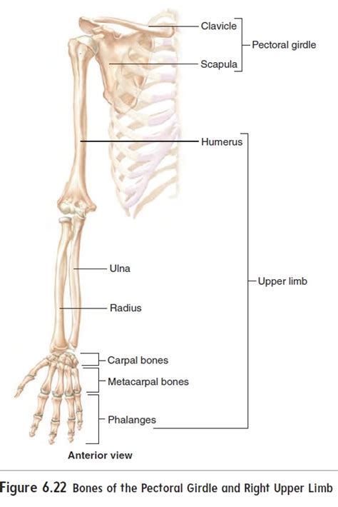 Appendicular Skeleton Parts