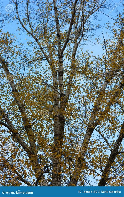 Autumn Yellow Poplar Leaves Hanging On The Branches Of A Large Tree