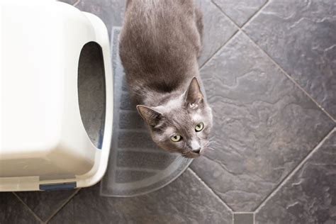 What To Do If Theres Blood In Your Cats Stool Pawtracks