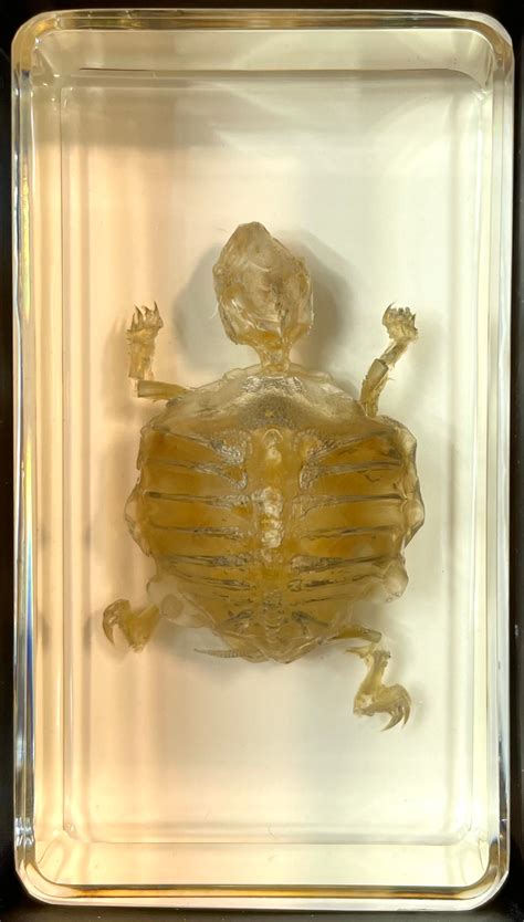 Turtle Skeleton Specimen In Resin