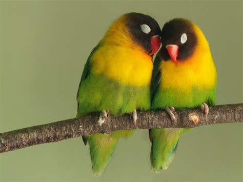 Love Birds Desktop Wallpapers ~ Desktop Wallpaper