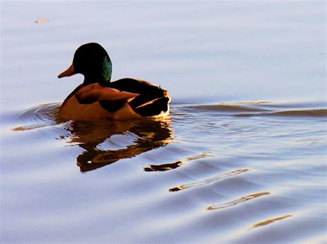 Duck In Water 2 Free Photo Download Freeimages