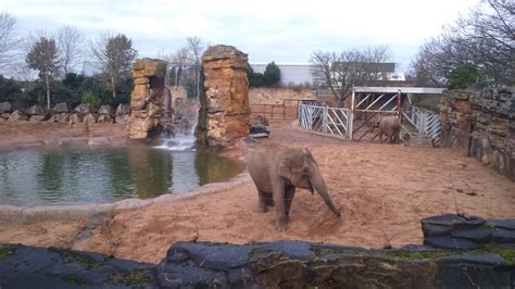 Chester Zoo Elephants Chester Lifestyle