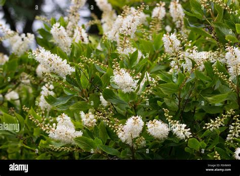 Panicles Of Scented White Flowers Of The Sweet Pepper Bush Clethra