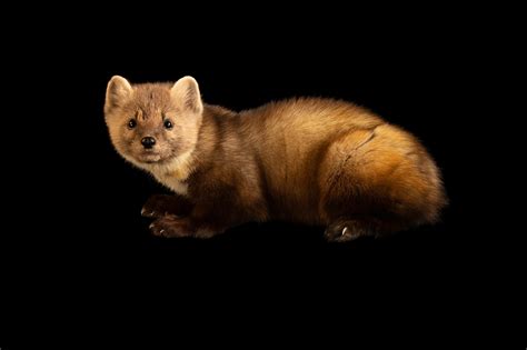 Ani107 00142 Joel Sartore