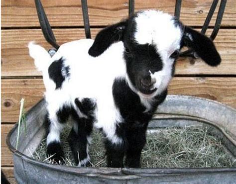 So Much Pretty 25 Cute Baby Animals Cute Animals Cute Goats