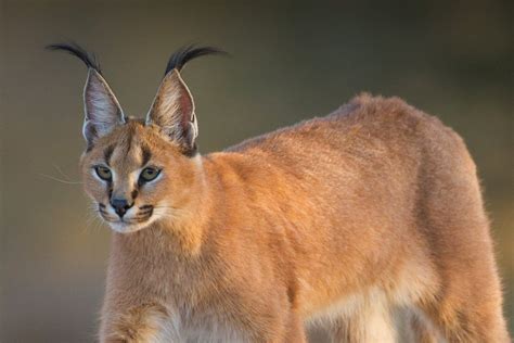 Rare Wild Cats Have Arrived Pet Industry News