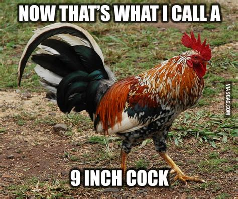 9 Inch Cock 9gag