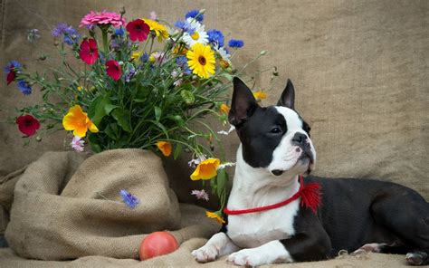 Boston Terrier Wallpapers Wallpaper Cave