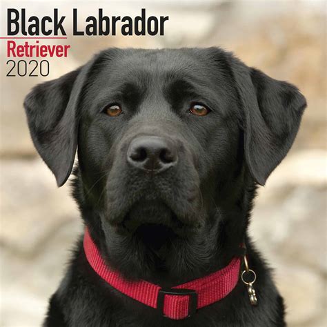 Use the search tool below and browse the labradoodle is a combination of the two of what many consider to be the dog world's most intelligent breeds: Black Labrador Retriever Calendar 2020 - Calendar Club UK