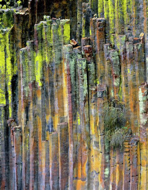 Usa Oregon Umpqua National Forest Lichen Covered Columnar Basalt