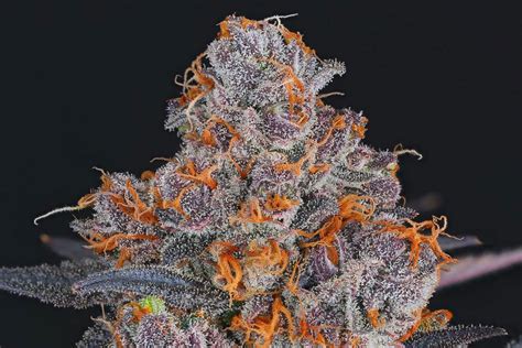 Your Essential Guide To When Cannabis Buds Are Ready To Harvest — Ed