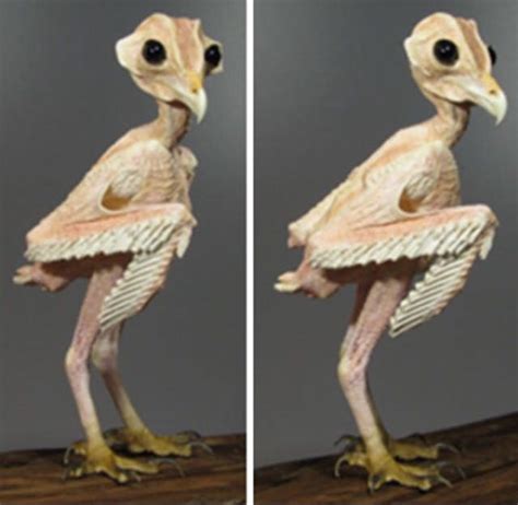 What Does An Owl Look Like Without Feathers