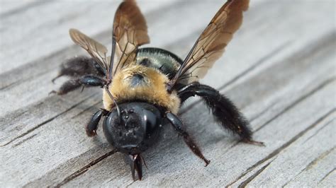 Do Carpenter Bees Bite Carpenter Bee Facts And Control Get Rid Of
