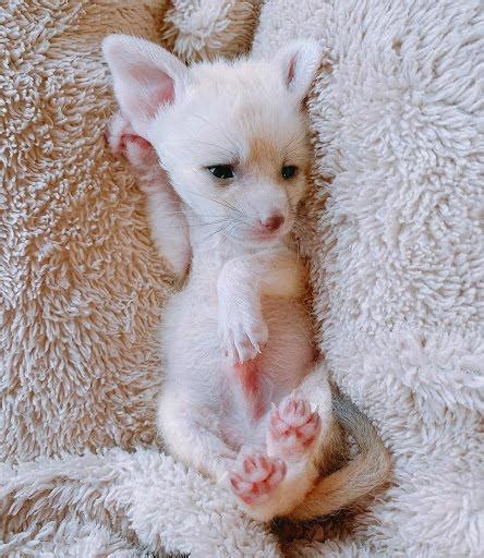 Teddy Bear Fennec Fox Kits Exotic Animals For Sale Price