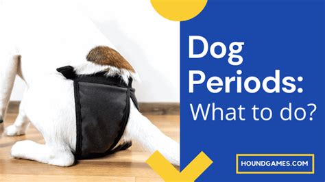 Do Dogs Have Periods And What You Do When Your Dog Bleeds Houndgames