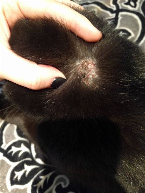 Cat Has Patches Of Fur Missing On Back What You Need To Know Best