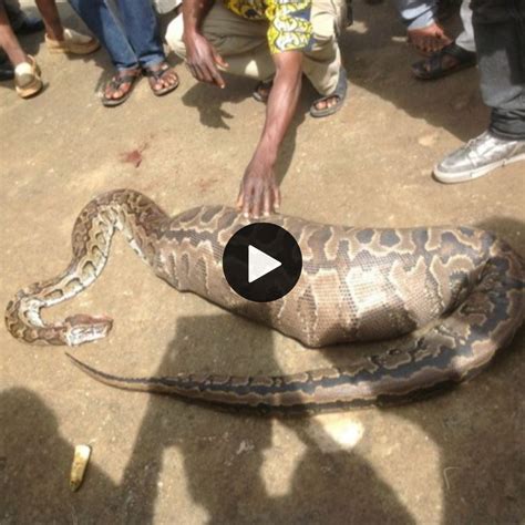 Python Swallows Goat Whole Watch Stomach Churning Moment Snake Devours