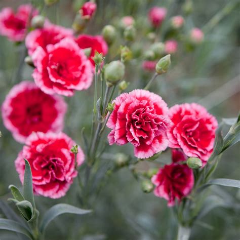 Uses Of Carnation Flower Best Flower Site