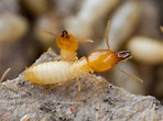 被害甚大！白蟻の被害と駆除の高画質画像まとめ！！ | 写真まとめサイト Pictas