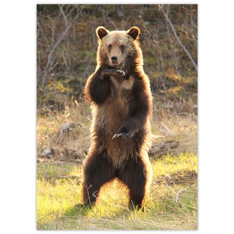 Grizzly Bear Cub Dōnabōna Cards