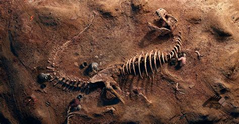 Los Fósiles De Los Dinosaurios ¿cómo Se Forma Un Fósil Dinosaurioswiki