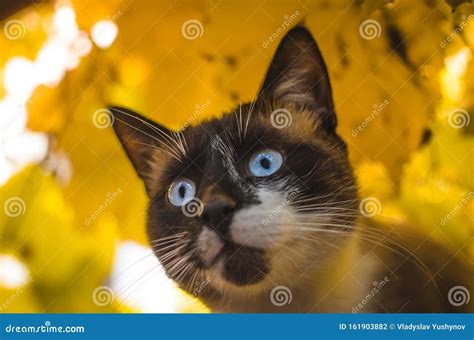 Siamese Cat In Yellow Autumn Leaves Portrait Stock Photo Image Of