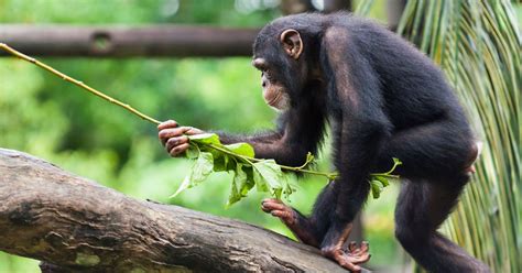 Les Chimpanzés Savent Adapter Leurs Outils Révèlent Des Chercheurs Suisses Rts Ch Sciences