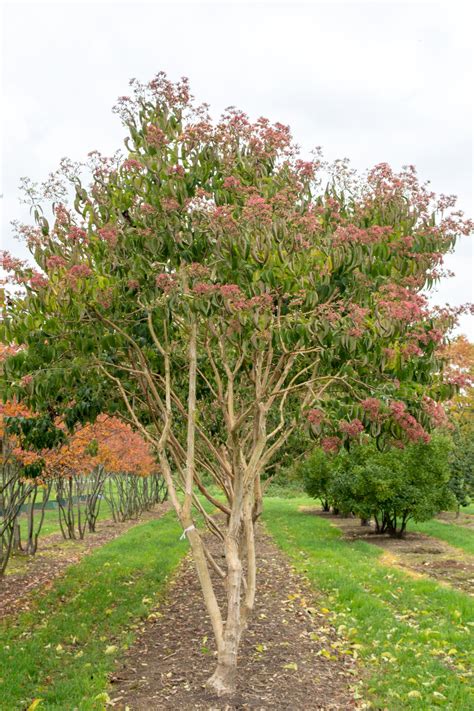 Другие редкие кустарники и деревья. Pin op Ebben multistem trees / meerstammige bomen