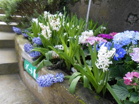 A Garden In Capri Which Spring Flowers Grow In The Garden