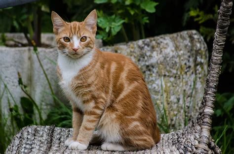 Top 17 Most Gorgeous Orange Cats Cathour Cat Blog