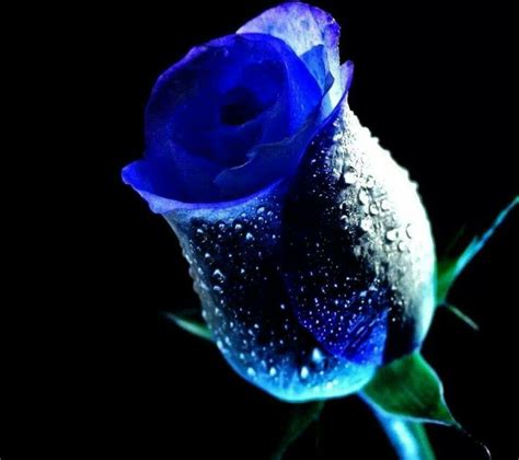 Id Love A Blue Rose Garden Blue Roses Wallpaper Blue Flower