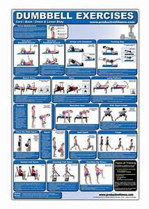 Buy Laminated Dumbbell Exercise Chart Lower Body Core Chest Back