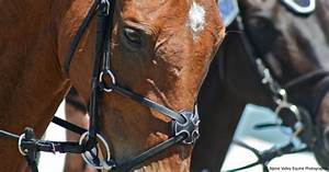 Types Of Horse Bits Part 2 Cheek Pieces Discussions At