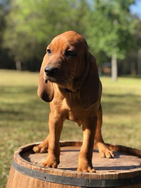 Coonhound Chronicles — Carolina Coonhound Rescue Meet The Country