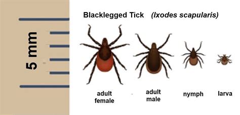 What Percentage Of Deer Ticks In Connecticut Carry Lyme Disease
