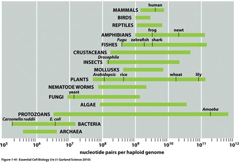 Yeasts are larger than bacteria and smaller than typical mammalian cells (see example above). Future and Cosmos: Why Are Our Genomes Smaller Than a Lily ...