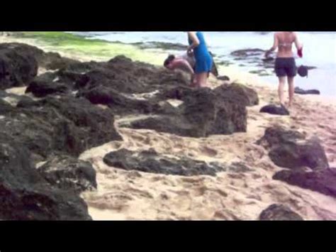Andes Loco Arroz Playa De Las Tortugas Hawaii Con Fecha De Defensa