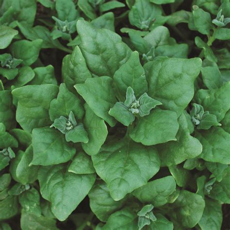 New Zealand Spinach Heirloom Seed Solutions