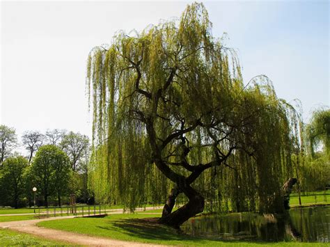 19 Best Types Of Weeping Trees