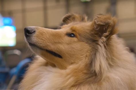 What are the benefits of the chrysanthemum flower? Watch: Why pedigree dogs are so expensive
