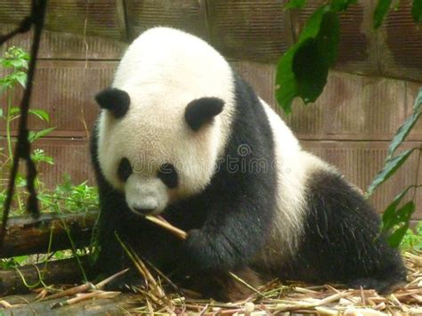 Giant Panda At The Chengdu Panda Base Sichuan Province China Stock