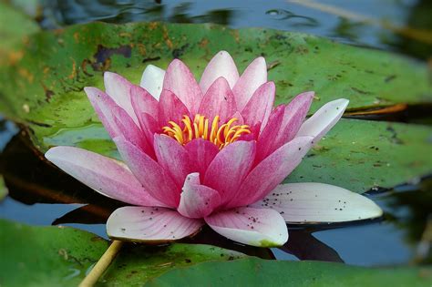 Bunga Bakung Keindahan Alam Foto Gratis Di Pixabay Pixabay